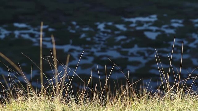 Marsh weeds