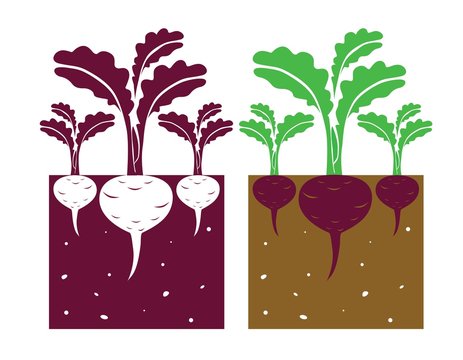 beetroot plant with leaves and tubers,vector illustration