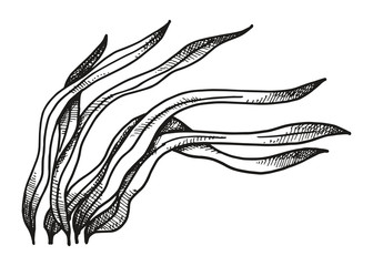 Water plants hand-drawing. Alga vector illustration
