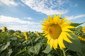 Fields of gold. Sunflowers