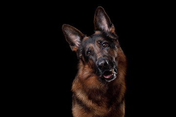 Dog German shepherd on a black background