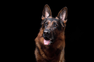 Dog German shepherd on a black background