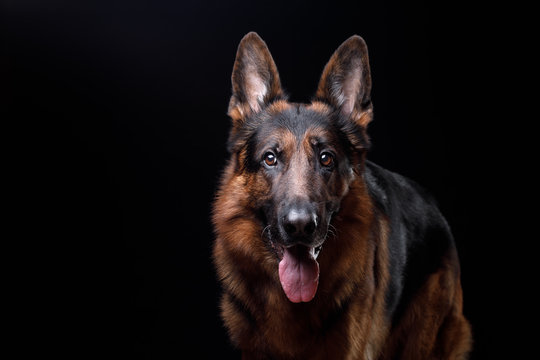 Dog German shepherd on a black background