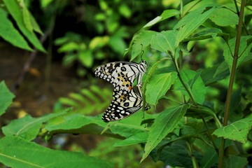 Butterflies are mixed in the wild.