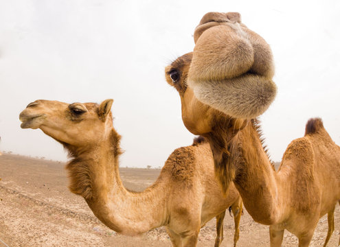 Smiling Camel