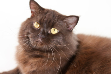 Nine Lives, cat, portrait Of Longhair Persian Cat