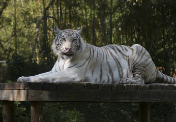 tigre blanc