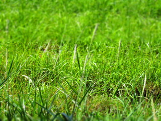 Grass