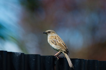 Dunnock on Fence