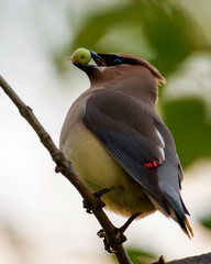 Cedar Waxwing perches on a tree branch with green fruit in its beak