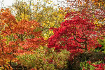 Red irish countryside