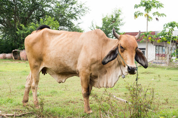 Fototapeta premium Thailand female cow color brown for agriculture and for sell to eat