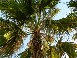 Palm tree on beach of Turkey