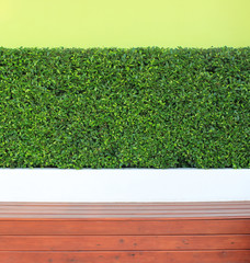 green leaves plant on wall and wood floor