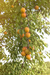 The branch bent over the weight of apricots