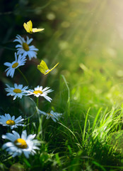 Fototapeta premium art abstract spring background or summer background with fresh flowers and butterfly