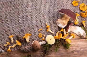 Wild fresh mushrooms on a rustic wooden table. Copyspace.