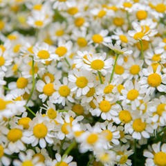 camomile background