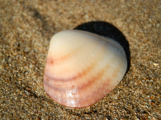 Beautiful soft shell on turkish beach