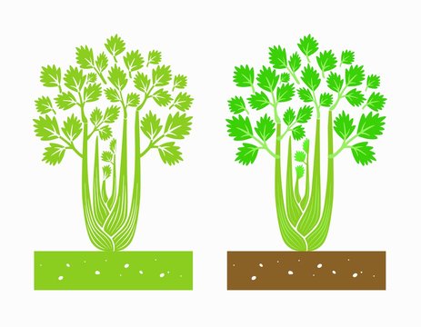 celery plant with leaves,vector illustration