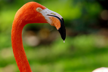 flamingo