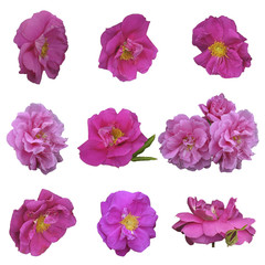 wild roses, hip, or flower bud