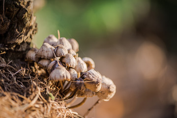 Macro mushroom cluster, stoke woods, Hampshire