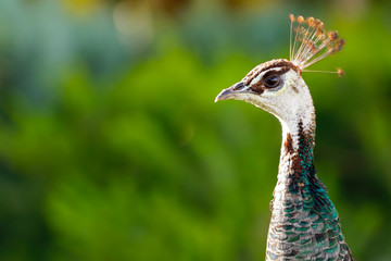 peacock