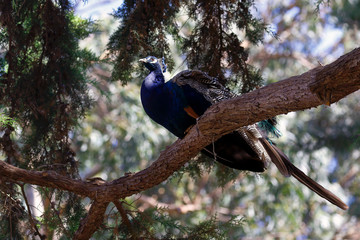 peacock