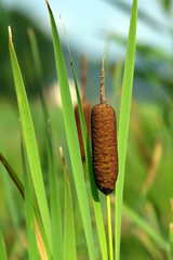 Breitblättrige Rohrkolben