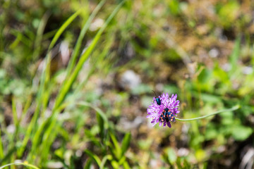 Butterflies and mountain flowers