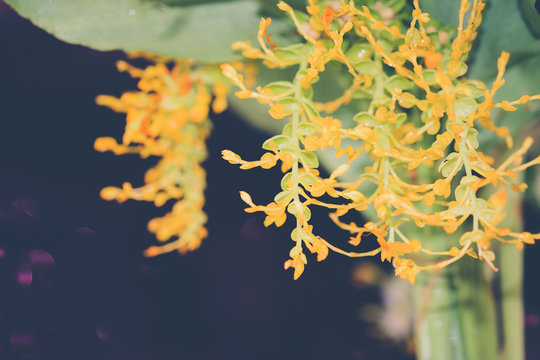 Close up yellow flower of globba tree or dancing ladies ginger plant.  This is plant of Thailand. Found in the natural state as a family in the ginger