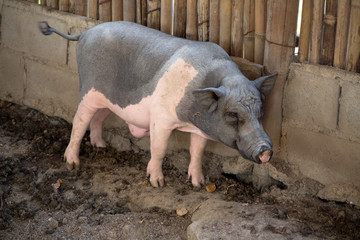 Thai pig