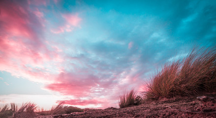 Obraz na płótnie Canvas Beautiful sunset over beach grass with copy space