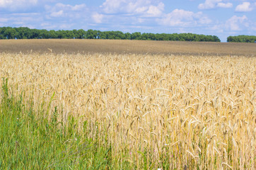 Field of ripe wheat against the blue sky