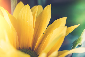 Vintage image style with Top view and selective focus on yellow flawer of beautiful chrysanthemum with water drop