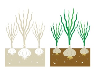 garlic plant with leaves and tubers,vector illustration