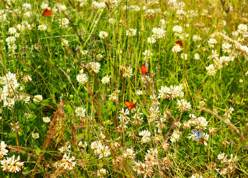 Butterflies and white clower