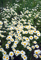 Lot of beautiful wild field chamomile flowers with white petals on meadow in summer day closeup