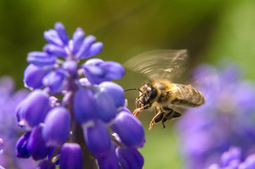 Honeybee (Apis mellifera) in-flight, hovering in front of a flower (Helianthus). The bee pollinates the flower.