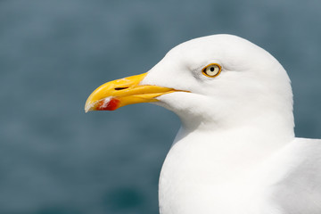 Common gull or seagull