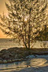 Silhouette of coastal tree and sunset sky in Antigua island