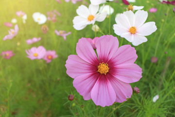 Fototapeta premium pink and white flowers cosmos bloom beautifully to the morning light.