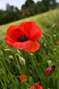 Close Up of Red Poppy in a green wheat field.