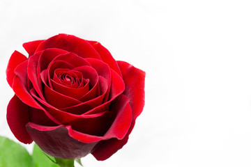 Fresh red flower, isolated on white