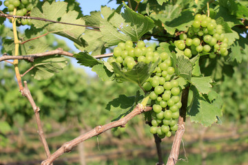 grapes with green leaves on the vine. fresh fruits in farm
