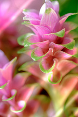 Fototapeta premium clos-up pink flower of Pink Siam Tulip or Curcuma sessilis flower It is a flower with a beautiful pink color to blossom when it enters the rainy season in Thaialnd