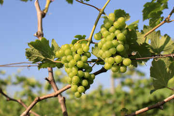 grapes with green leaves on the vine. fresh fruits in farm