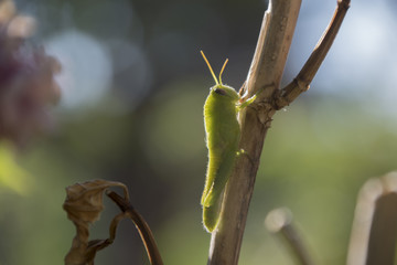 grillo verde su un ramo