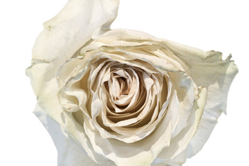 Close up of a white rose 